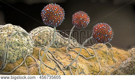 Macro Shot Of Growing Mildew And Spores - 3d Illustration