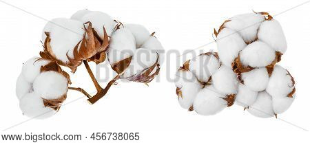 Cotton Plant Flower Isolated On White Background With Full Depth Of Field, Setor Collection