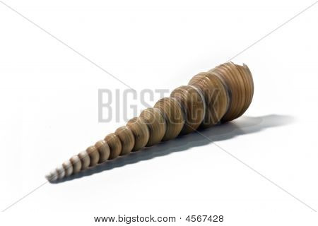 Sea Shell