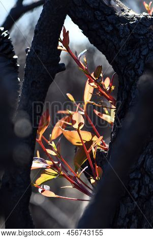 Blackened Burnt Bark And New Growth From Epicormic Buds On A Eucalyptus Gum Tree Following A Bushfir