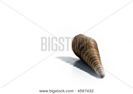 Sea Shell