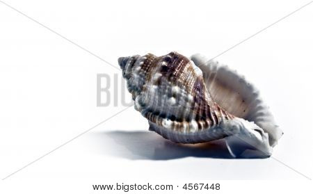 Sea Shell