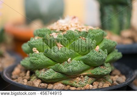 Ariocarpus Fissuratus V Hintonii In Flower Pot