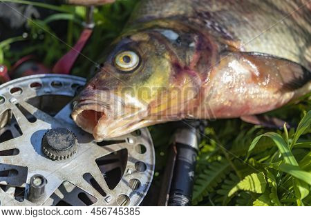 Big Fresh Bream. Freshly Caught River Fish. Large Tasty Fish Close-up. Fishing For Spinning And Feed