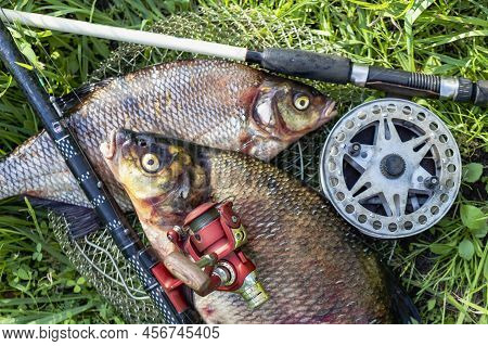 Big Fresh Bream. Freshly Caught River Fish. Large Tasty Fish Close-up. Fishing For Spinning And Feed