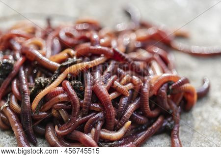 Breeding Red Worms Dendrobena. Fertile Soil. Natural Soil Improvement. Fishing Worms