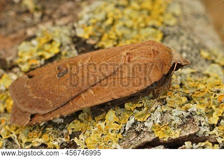 Dorsal Closeup On A Light Color Form Of The Large Yellow Underwing Noctua Pronuba, Sitting On Wood I