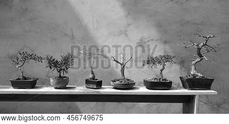 Bonsai In Tree Pot On Wooden Shelf For Sale Or Decorated Home With Gray Loft Wall Background In Blac