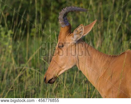 Portrait Of A Hartebeest (alcephalus Lelwel) In Murchison Falls National Park (uganda), Sunny Mornin