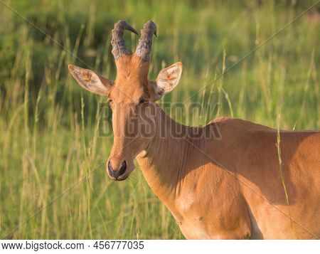 Portrait Of A Hartebeest (alcephalus Lelwel) In Murchison Falls National Park (uganda), Sunny Mornin