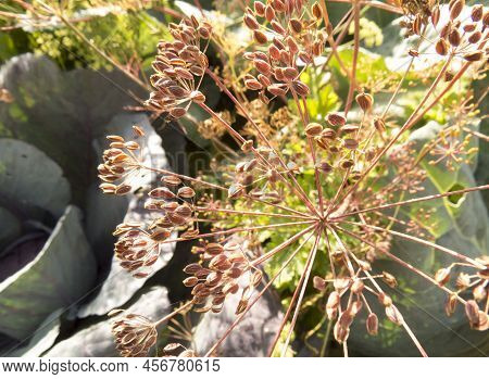 Cabbage And Dill Grow In The Vegetable Garden. Vegetables In The Garden On A Summer Day. Ecological 