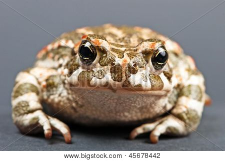 Bufo viridis. Grønne tudse på grå baggrund. Studio skud.