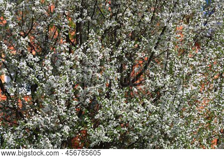 Blooming Cherry Tree In The Home Garden. Cherry Flowers In A Home Garden Close Up. A Bouquet Flowers