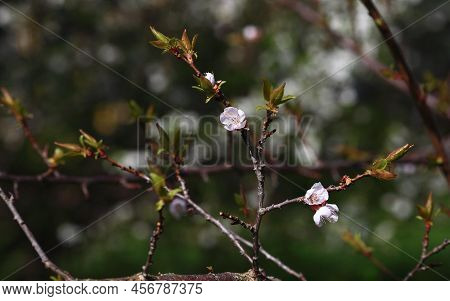 Blooming Cherry Tree In The Home Garden. Cherry Flowers In A Home Garden Close Up. A Bouquet Flowers