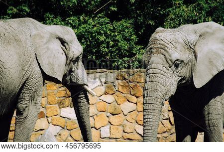 Two African Elphants Meets Face To Face  On Enclosure