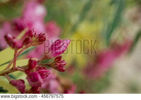 The Bright Red Nerium Oleander Flowers Are So Beautiful