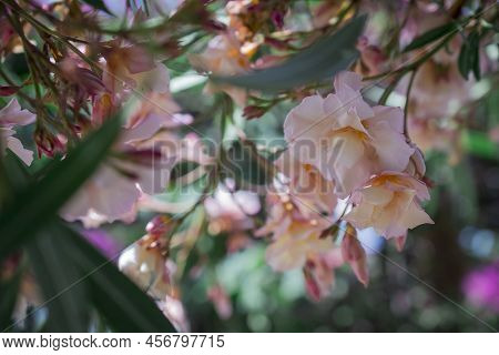 The Bright Red Nerium Oleander Flowers Are So Beautiful