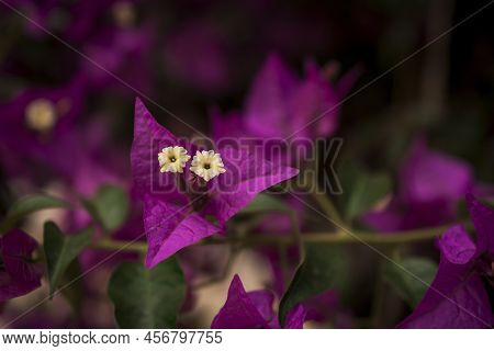 The Bright Red Nerium Oleander Flowers Are So Beautiful