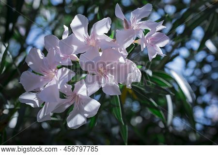 The Bright Red Nerium Oleander Flowers Are So Beautiful