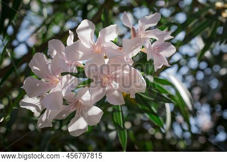 The Bright Red Nerium Oleander Flowers Are So Beautiful