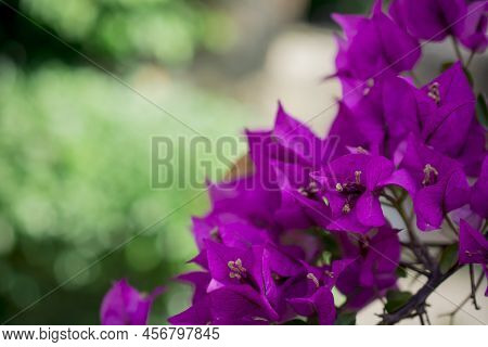 The Bright Red Nerium Oleander Flowers Are So Beautiful