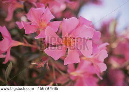 The Bright Red Nerium Oleander Flowers Are So Beautiful