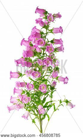 Campanula Medium Flowers Isolated On White Background. Pink Flowers Canterbury Bells Or Bell Flower