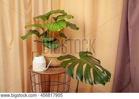 Still Life With Plants And Watering Can On A Brown Curtains Background.