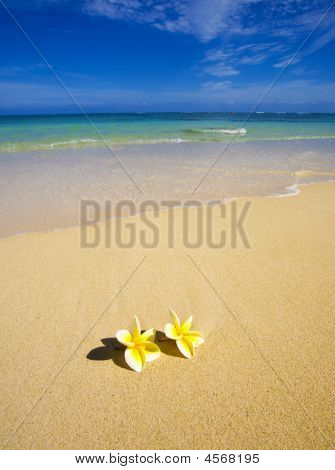 Blossoms Lie On The White Sand