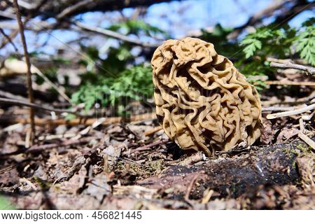 Toxic Mushroom Gyromitra Grows In Wild Forest On Spring Morning.