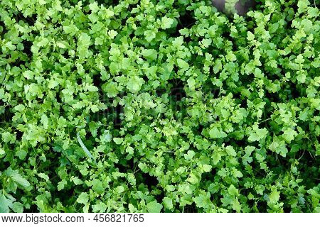 Texture Of Mustard Plant With Growing Young Shoots Of Siderat Field.