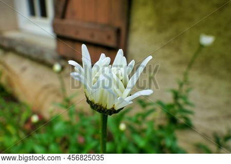 Close Up A Leucanthemum Bud Showing The Petals Starting To Open Into A Flower Head
