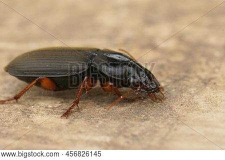 Detailed Closeup On A Rather Large Ground Beetle, Harpalus Rubripes, Sitting On A Peice Of Wood