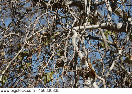The Beautifully Imposing Branching Habit Of Native Platanus Racemosa Makes A Wondrous Addition To Th
