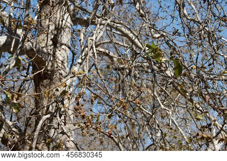 The Beautifully Imposing Branching Habit Of Native Platanus Racemosa Makes A Wondrous Addition To Th