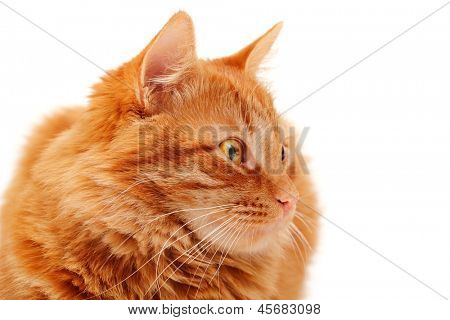 Closeup retrato de hermoso gato rojo grande mintiendo y posando en el fondo de estudio, blanco