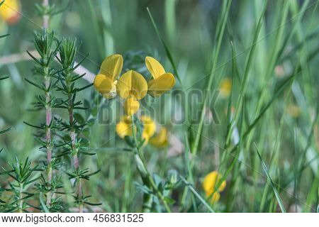 Medicago Polymorpha Flowers Growing Outdoors In Spring With Rosemary Alongside