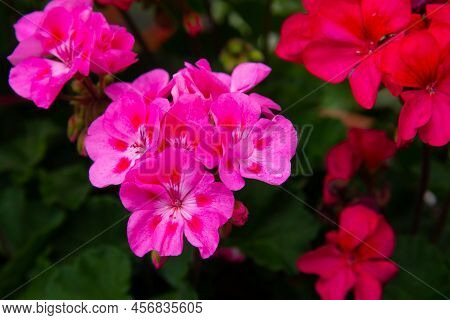 Geranium Small Pale Pink Flowers In Drops Of Morning Dew Or After Rain Floral Background Pink Dreen 