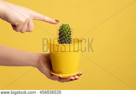 Profile Side View Closeup Of Woman Hand Holding Cactus In Pot, Touching Green Plant With Finger. Ind