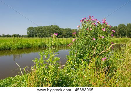 Pink Lådden Dueurt nær grøften