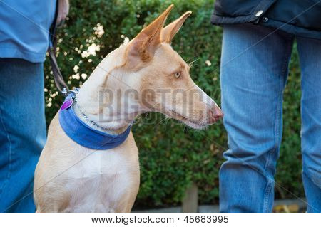 Podenco hiszpański pies z zewnątrz właściciel