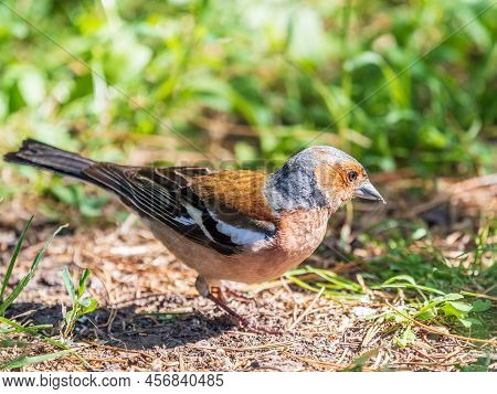 Common Chaffinch, Fringilla Coelebs, Sits On The Ground In Spring. Common Chaffinch In Wildlife.