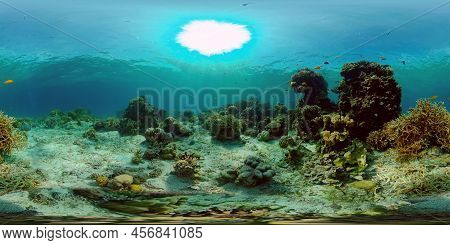 Coral Reef Underwater With Tropical Fish. Hard And Soft Corals, Underwater Landscape. Tropical Under