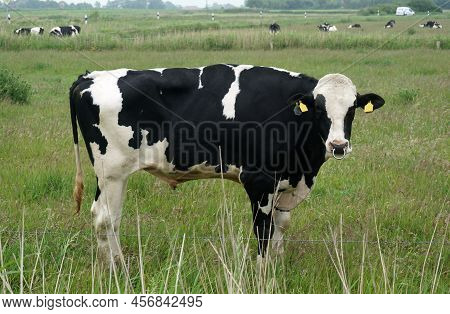 Impressive Holstein Frisian Bull On A German Meadow In East-frisia.