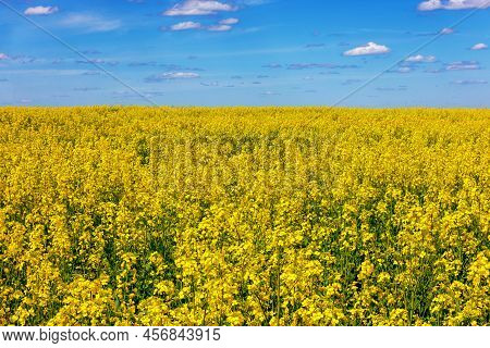 Blooming Yellow Rapseed Canola Field And Blu Sky With White Clouds