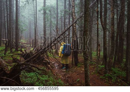 Male Hiker With A Backpack On His Back Walking Through A Foggy Mountain Forest, View From The Back. 