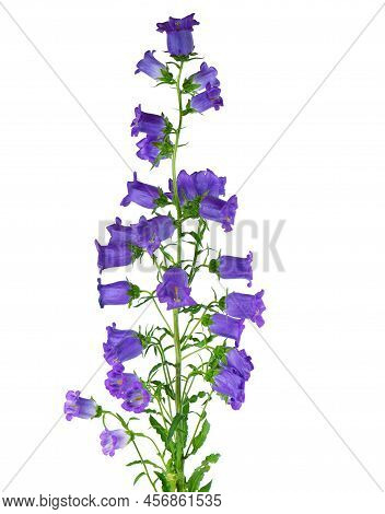 Campanula Medium Flowers Isolated On White Background. Blue Flowers Canterbury Bells Or Bell Flower