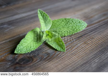 A Sprig Of Mint On A Wooden Table. A Close Syemka Twig Melisi. Melisa On The Table. A Green Twig Wit