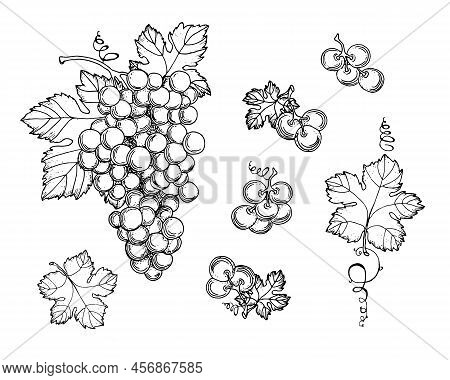 Hand Drawn Grapes, Berries. Leaves And Branches. Vines Close-up, Leaves, Berries. Vintage Engraving 
