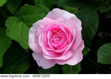 David Austin Rose: Gertrude Kekyll, Beautiful Pink Rose With Sweet Fragrance.